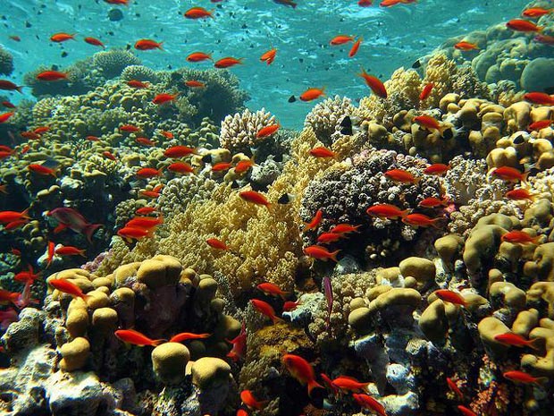 دریای سرخ-Red-Sea-Reef