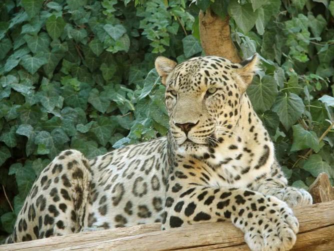 پارک ملی سوچی-Sochi-National-Park