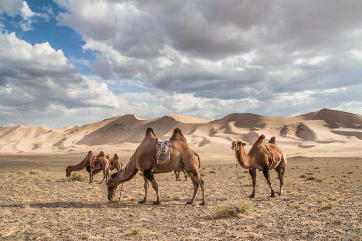 شترسواری در مغولستان
