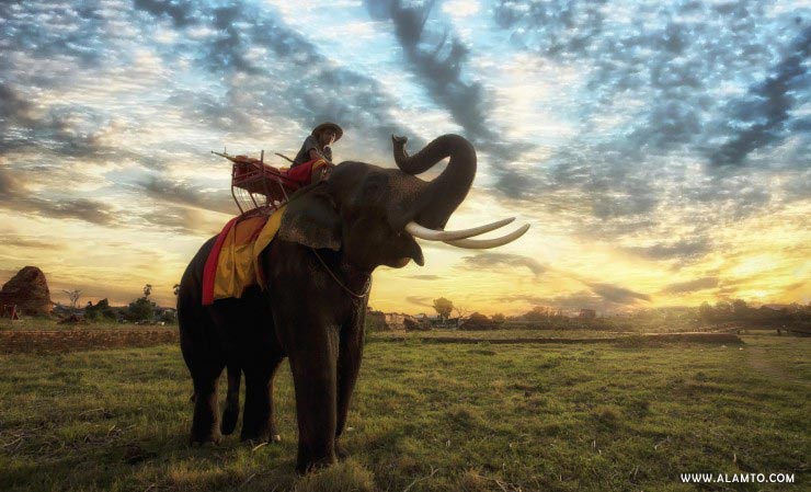 سواری بر روی فیل تایلند