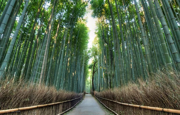 دیدنیهای شهر کیوتو ژاپن - جنگل بامبوی Arashiyama