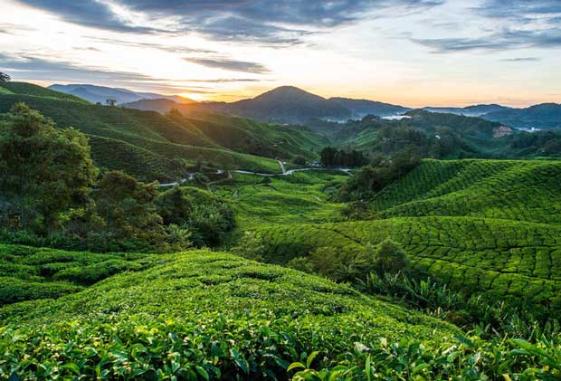چای malaysia_tea_plantations