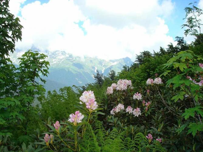 دخیره گاه طبیعت قفقاز-Caucasus-Nature-Biosphere-Reserve