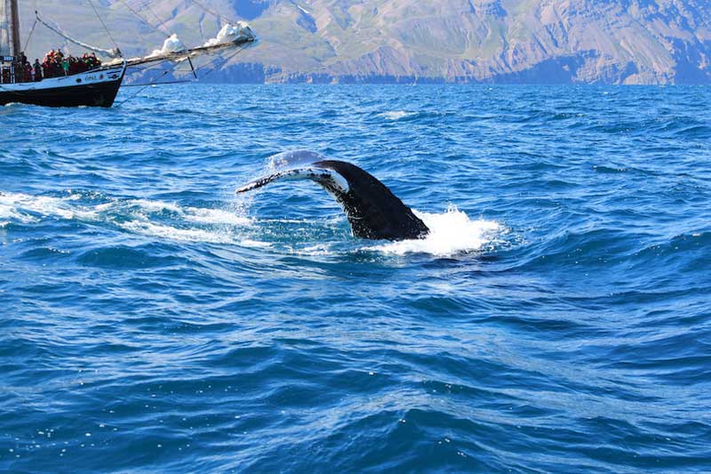 دیدنیهای ایسلند,جاذبه های توریستی ایسلند,تماشای نهنگ در Husavik
