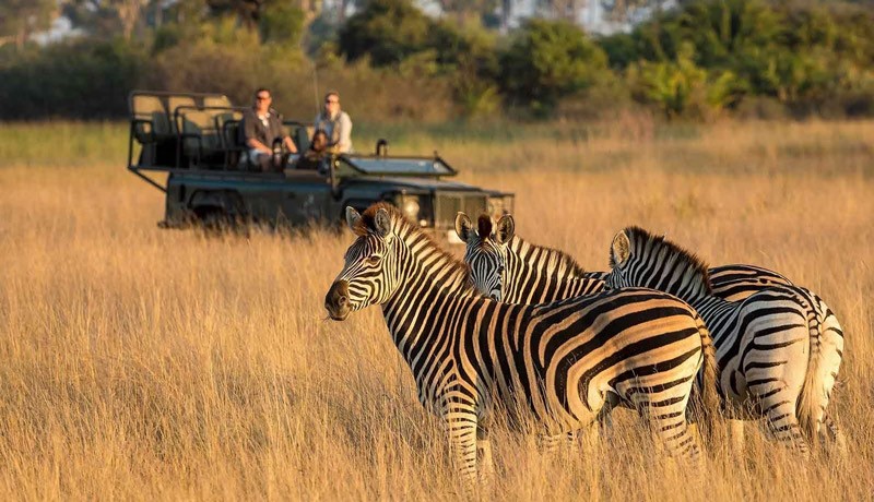 بازدید از طبیعت وحشی آفریقا و حیوانات عظیم الجثه جهان از نزدیک