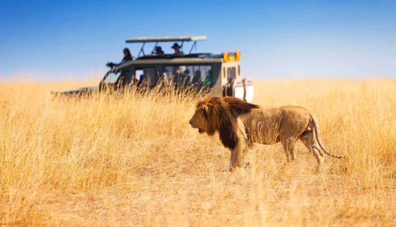 بازدید از طبیعت وحشی آفریقا و حیوانات عظیم الجثه جهان از نزدیک
